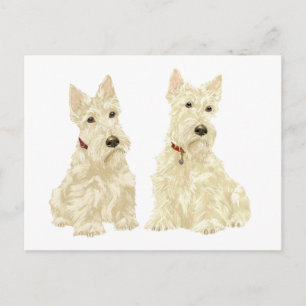 Cartão Postal Terriers Escoceses Wheaten
