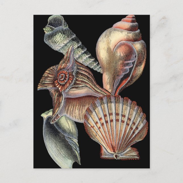 Cartão Postal Tesouros do mar (Frente)