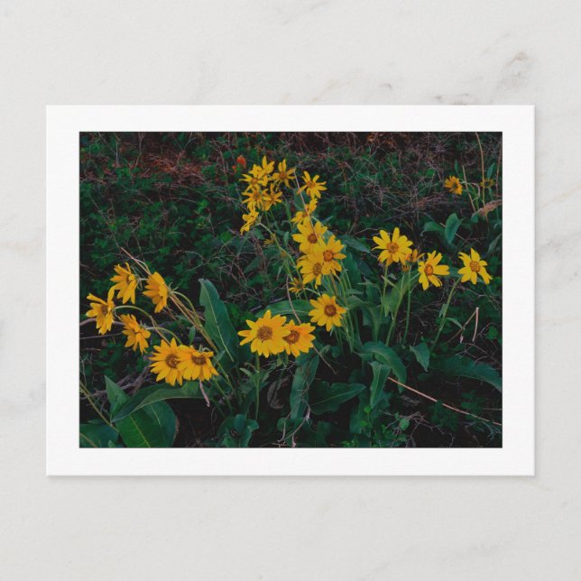 Cartão Postal Teton Balsamroot (Frente)