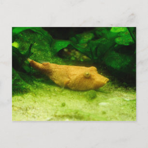 Cartão Postal Tetraodon miurus