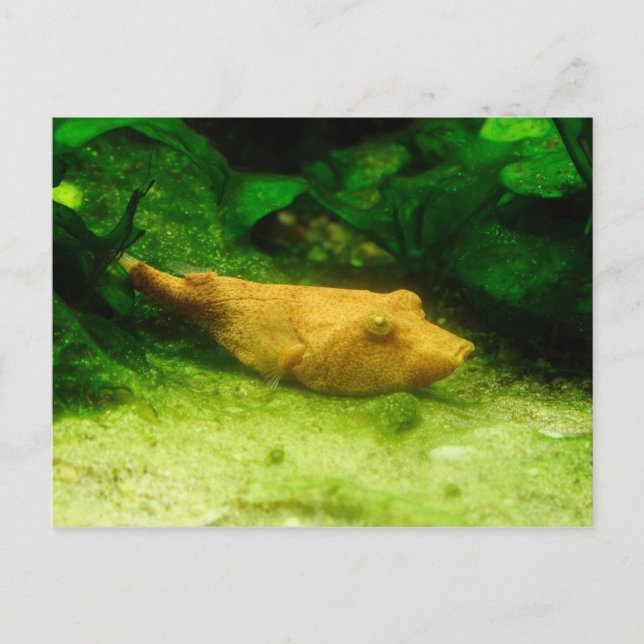 Cartão Postal Tetraodon miurus (Frente)