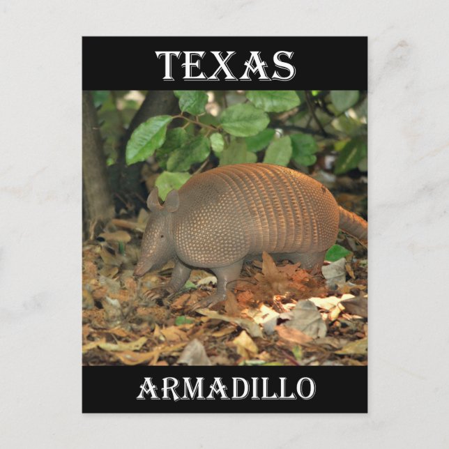 Cartão Postal Texas Armadillo (Frente)
