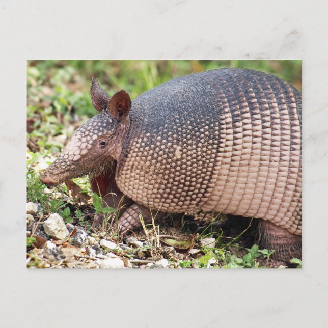Cartão postal Texas Armadillo nº 3 (Frente)