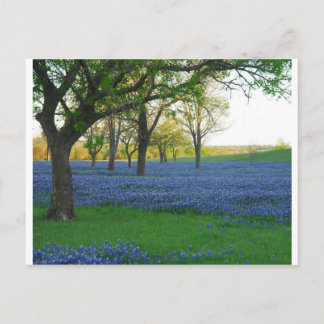 Cartão Postal Texas Blue Bonnets