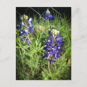 Cartão Postal Texas Bluebonnet