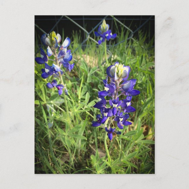 Cartão Postal Texas Bluebonnet (Frente)
