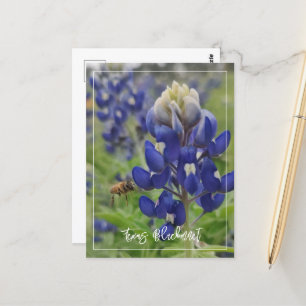 Cartão Postal Texas Bluebonnet