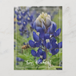 Cartão Postal Texas Bluebonnet
