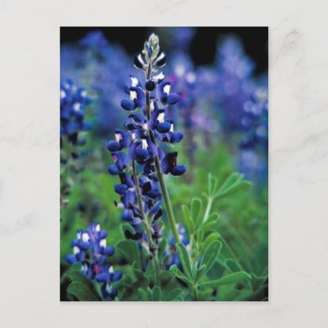 Cartão Postal Texas Bluebonnet (Frente)