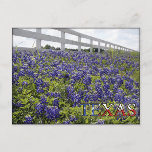 Cartão Postal Texas Bluebonnets