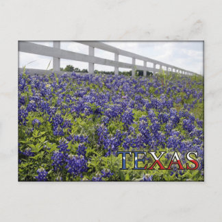 Cartão Postal Texas Bluebonnets