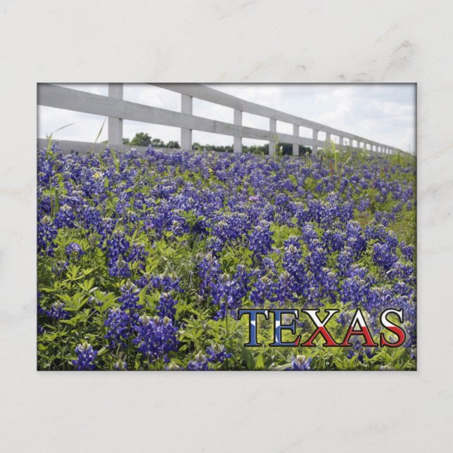 Cartão Postal Texas Bluebonnets (Frente)