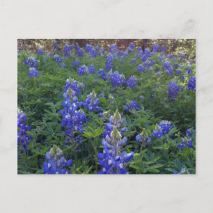 CARTÃO POSTAL TEXAS BLUEBONNETS