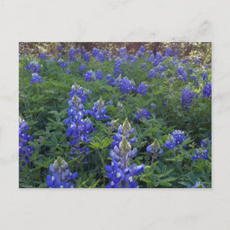 CARTÃO POSTAL TEXAS BLUEBONNETS