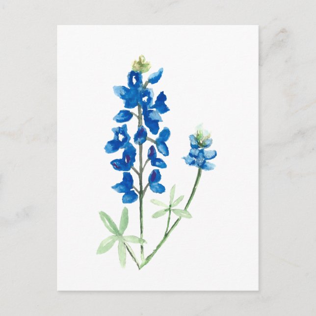 Cartão Postal Texas Bluebonnets (Frente)