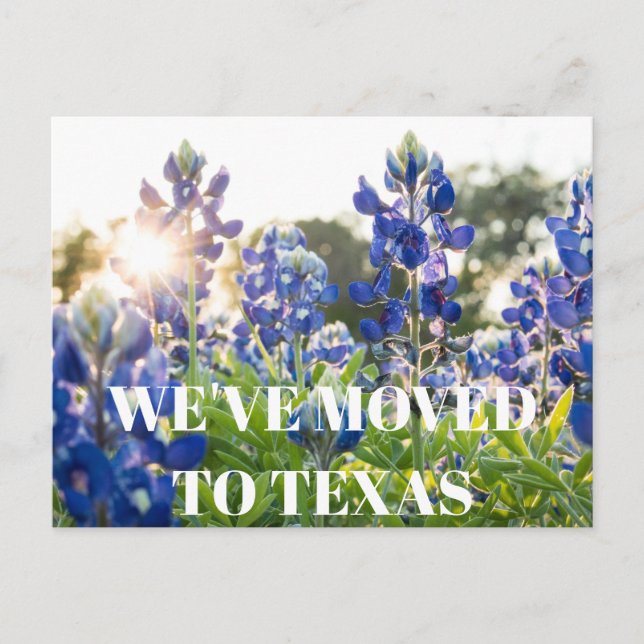 Cartão Postal Texas Bluebonnets Flor Azul Floral Silvestre  (Frente)