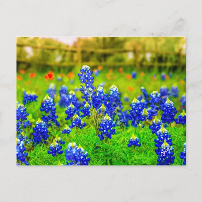 Cartão Postal Texas Bluebonnets Indian Paintbrush Floral (Frente)