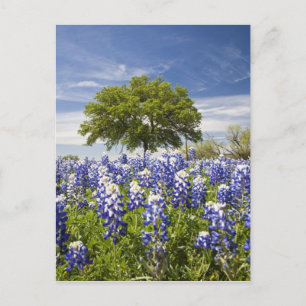 Cartão Postal Texas bluebonnets(lupinus texensis) e carvalho