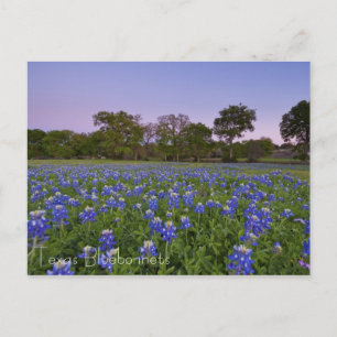 Cartão Postal Texas Bluebonnets no Cartaz Bloom