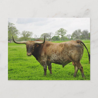 Cartão Postal Texas Burnt Orange Longhorn Steer