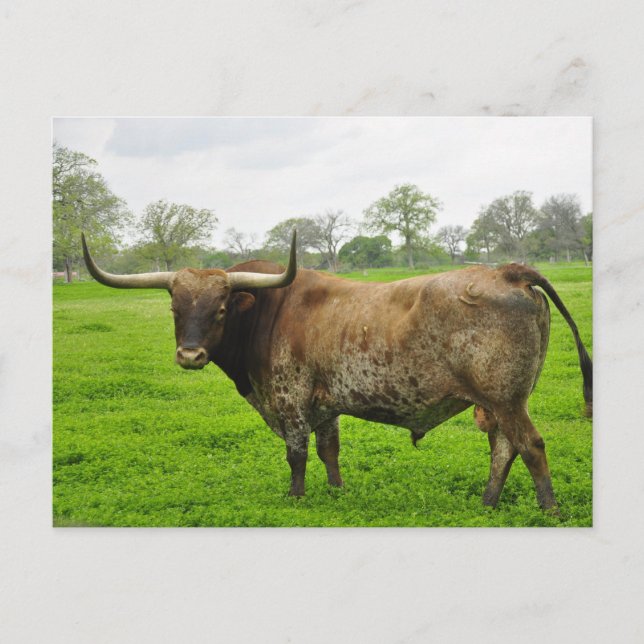 Cartão Postal Texas Burnt Orange Longhorn Steer (Frente)