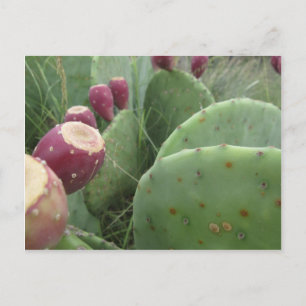 Cartão Postal Texas Cactus