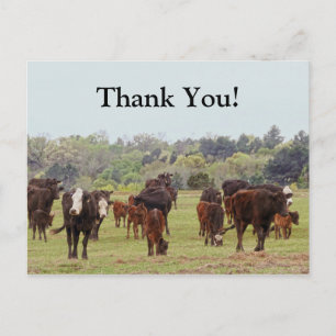Cartão Postal Texas Cattle