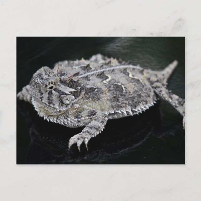Cartão Postal Texas Horned Lizard - Réptil Estadual do Texas (Frente)