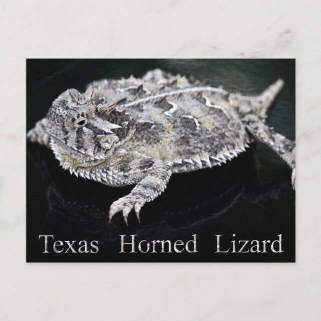 Cartão Postal Texas Horned Lizard - Réptil Estadual do Texas (Frente)