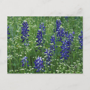 Cartão Postal Texas, Lago Buchanan. Texas Bluebonnet e Selvagem