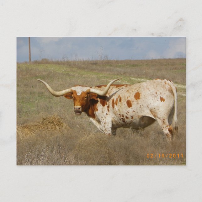 Cartão Postal Texas Long Horn Postcard (Frente)