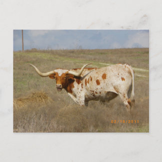 Cartão Postal Texas Long Horn Postcard