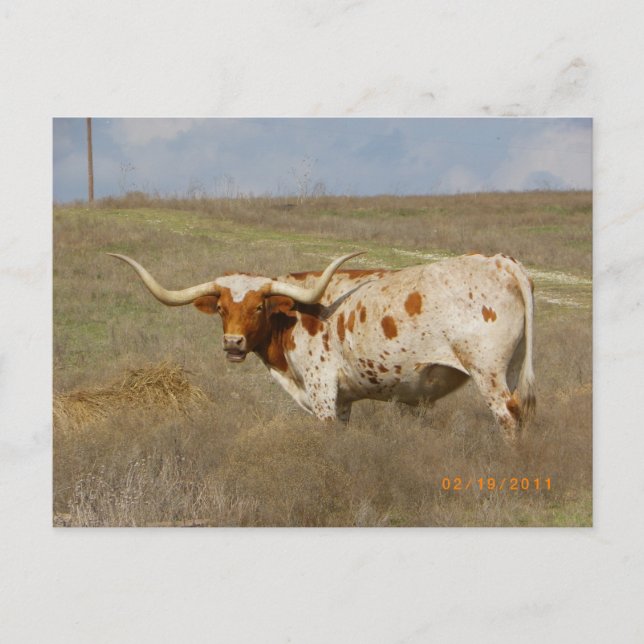 Cartão Postal Texas Long Horn Postcard (Frente)