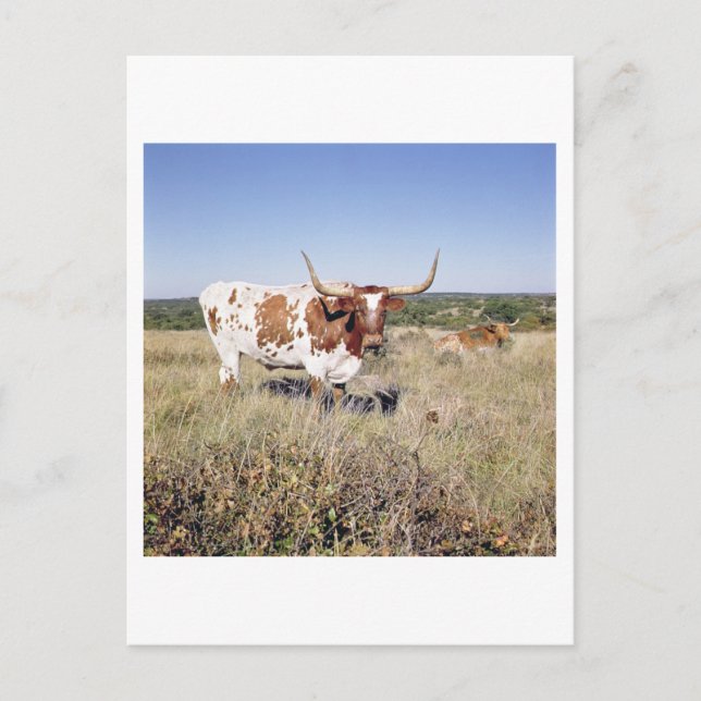 Cartão Postal Texas Longhorn Breed (foto) (Frente)