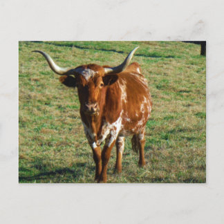 Cartão Postal Texas Longhorn Cattle Cattle Photo Rustic