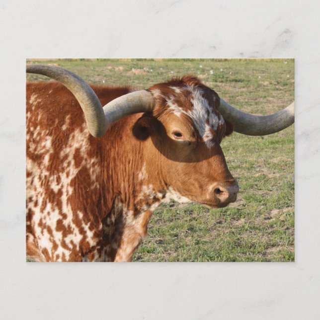 Cartão Postal Texas Longhorn Closeup (Frente)