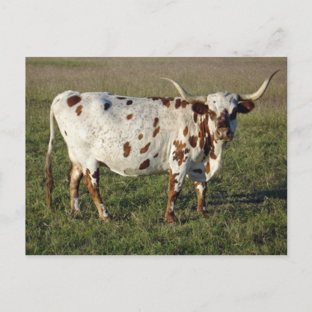 Cartão Postal Texas Longhorn Cow (Frente)