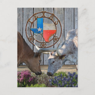 Cartão Postal Texas Longhorns Love