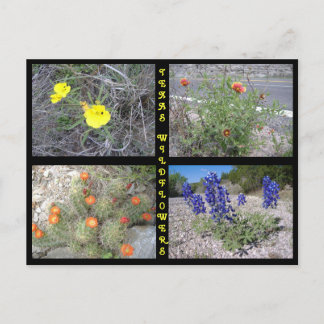 Cartão Postal Texas Roadside Wildflower