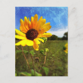 Cartão Postal Texas Sunflower por Jill