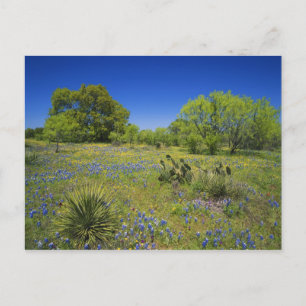 Cartão Postal Texas, Texas Hill Country, Low bladderpod,