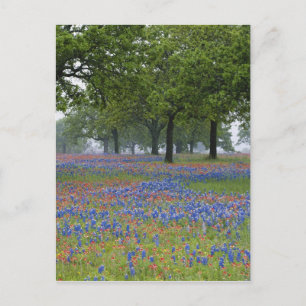 Cartão Postal Texas, Texas Hill Country, pincel de Texas e