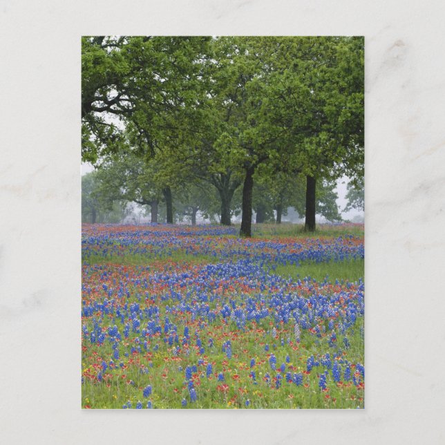 Cartão Postal Texas, Texas Hill Country, Texas Paintbrush e (Frente)