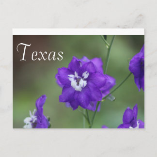 Cartão Postal Texas Wildflower Postcard-Purple Wildflower