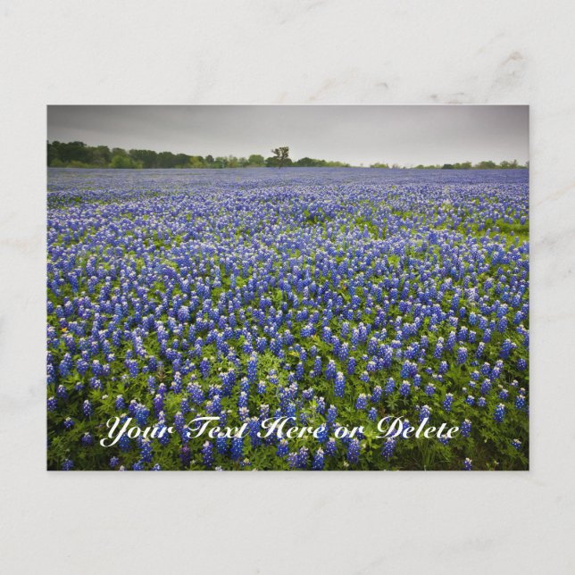Cartão Postal Texto Personalizado Azul Primavera Bluebonnets Tex (Frente)