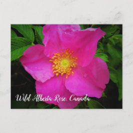 Cartão Postal Texto personalizado do Rosa de Alberta, cor-de-ros