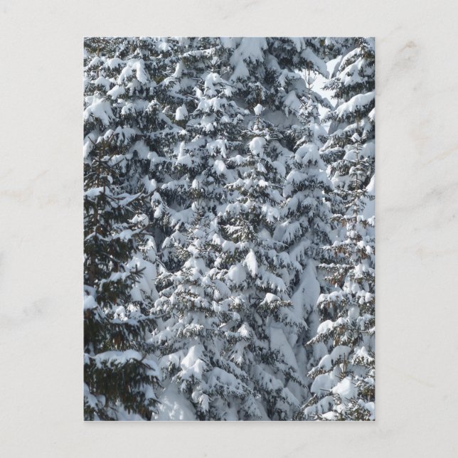 Cartão Postal Textura de árvore de abertura de neve (Frente)