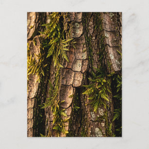 Cartão Postal Textura de Floresta de Casca de Árvore Musgosa