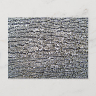 Cartão Postal Textura horizontal do Latido de árvore