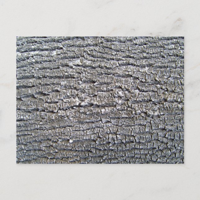 Cartão Postal Textura horizontal do Latido de árvore (Frente)